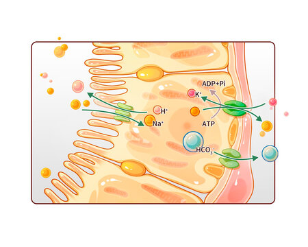 Bicarbonate reabsorption and hydrogen secretion, illustration