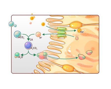 Bicarbonate reabsorption and hydrogen secretion, illustration