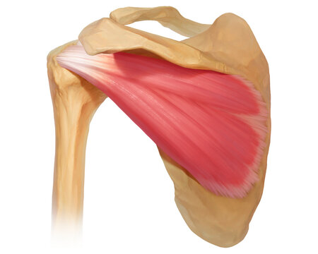 Infraspinatus muscle, illustration