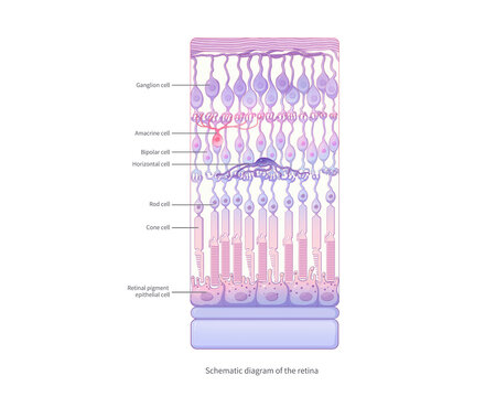 Retina diagram, illustration