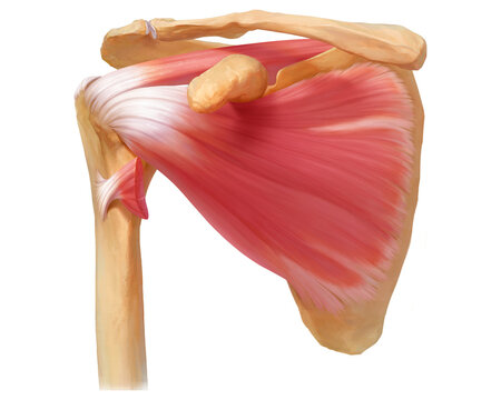 Rotator cuff muscles, illustration