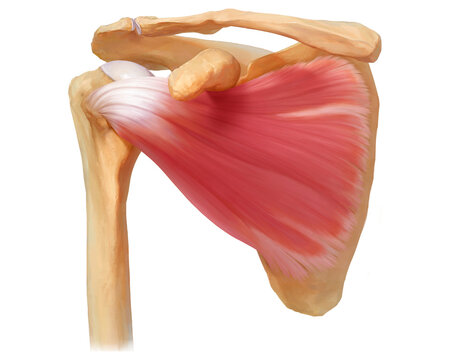 Subscapularis muscle, illustration