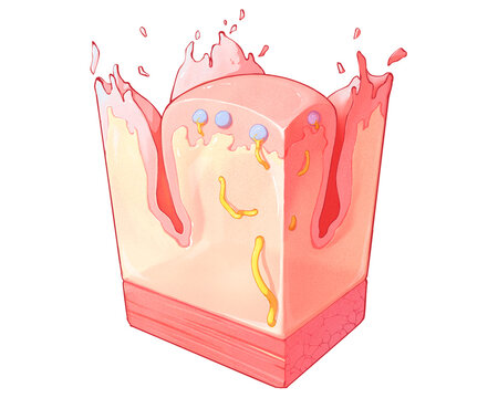 Fungiform papilla section, illustration
