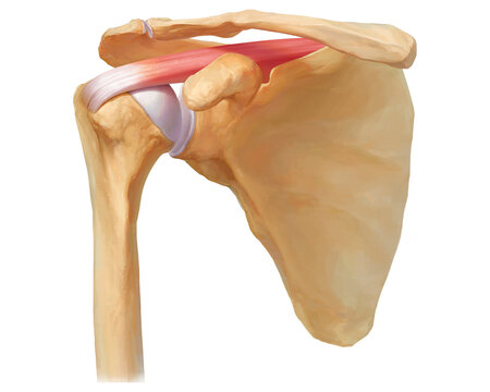 Supraspinatus muscle, illustration