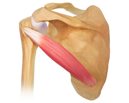 Teres minor, illustration