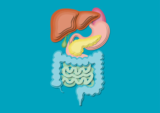 Digestive system, illustration