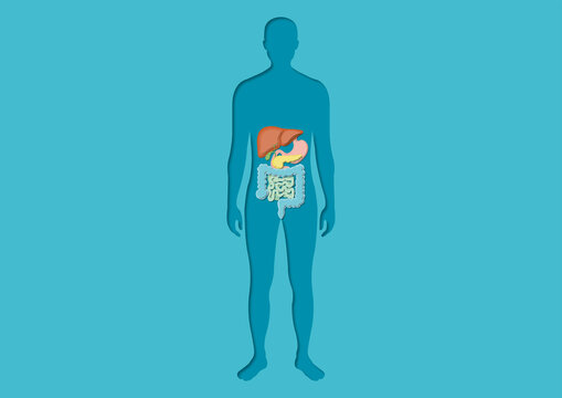 Digestive system, illustration
