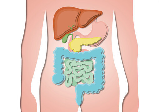 Digestive system, illustration