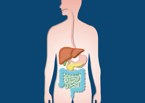 Digestive system, illustration