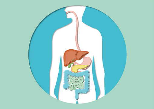Digestive system, illustration