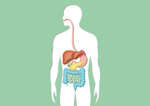 Digestive system, illustration
