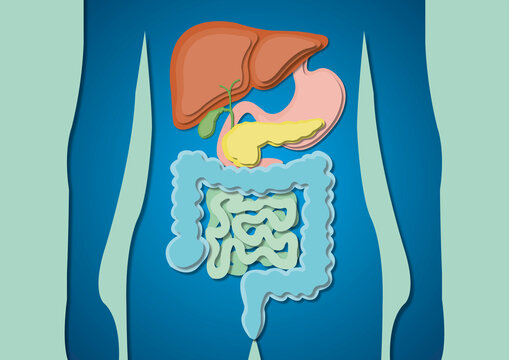 Digestive system, illustration