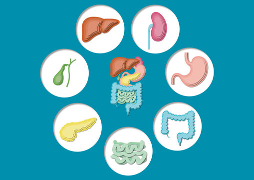Digestive system, illustration