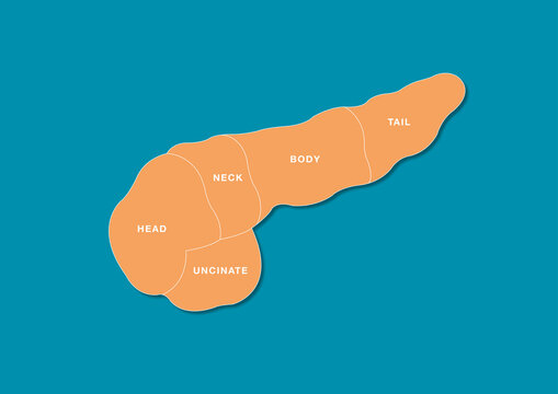 Pancreas section, illustration