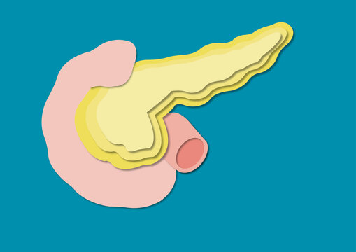Pancreas and duodenum, illustration