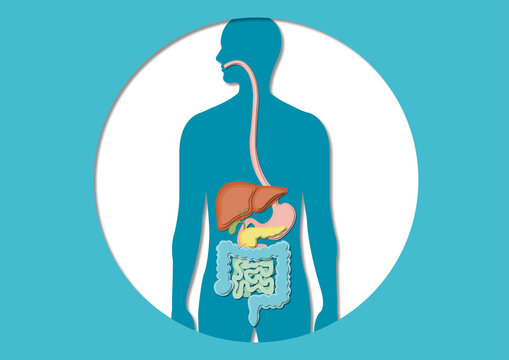 Digestive system, illustration