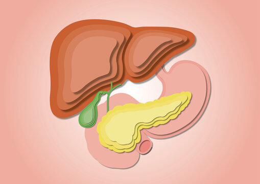 Digestive system, illustration