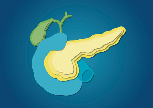 Pancreas, duodenum and gallbladder, illustration