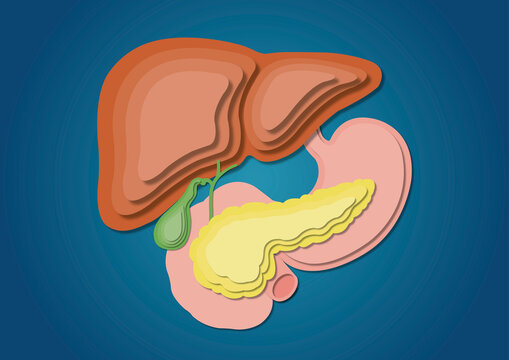 Digestive system, illustration