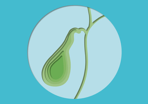 Gall bladder, illustration