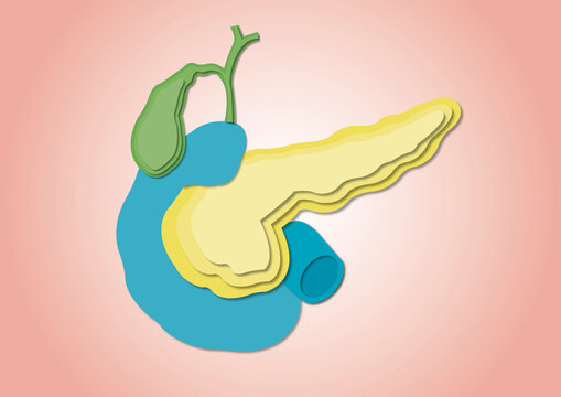 Pancreas, duodenum and gallbladder, illustration