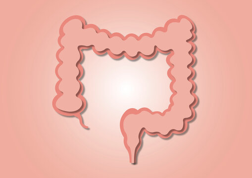 Healthy colon, illustration