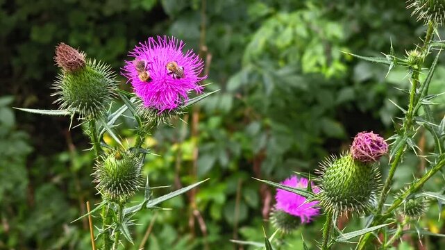 Blooming purple bull thistle flowers with spiky leaves and foraging bumblebees in a sunlit mountain meadow background.