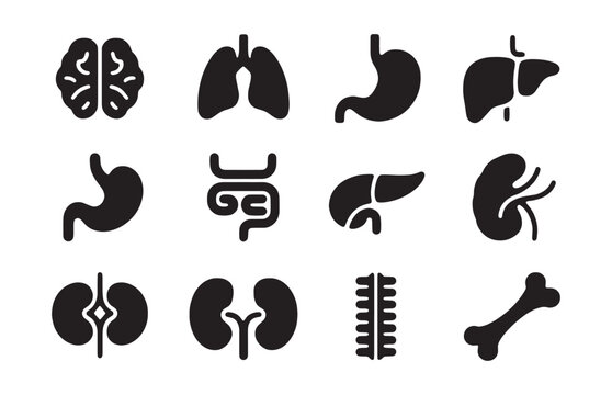 Black silhouette human internal organs vector icons set for medical education and health applications.