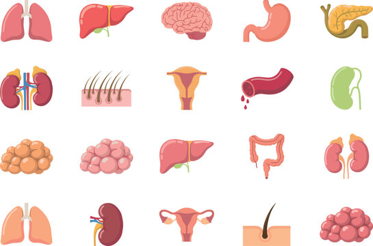 Vector icon set of human internal organs anatomy containing brain lungs liver kidneys stomach intestines uterus and glands