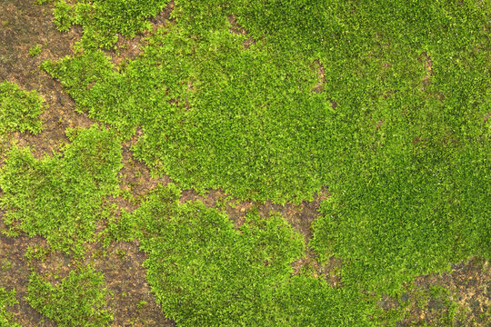 Close up of green moss texture background is growing on the old stone wall.