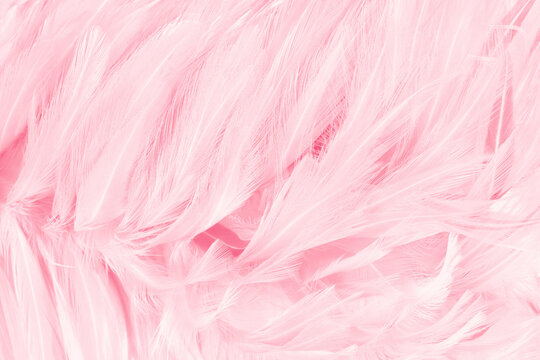 Beautiful soft pink bird feathers pattern texture background.