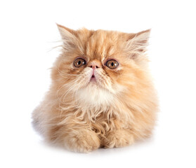 persian kitten in studio © cynoclub