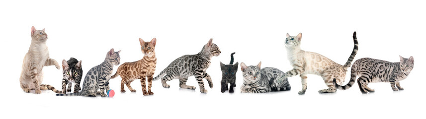 bengals in studio © cynoclub