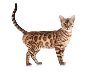 bengal in studio © cynoclub