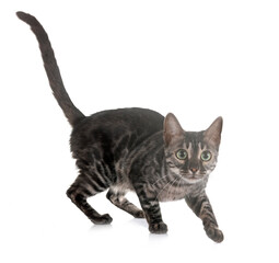 bengal kitten in studio © cynoclub