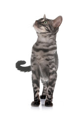 bengal kitten in studio © cynoclub