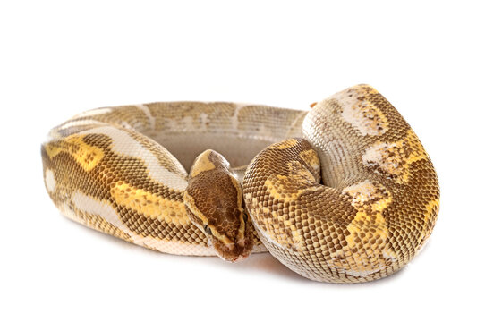 Ball python in studio