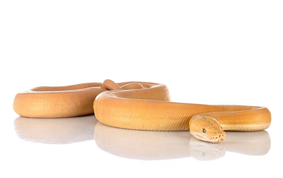 Reticulated python in studio