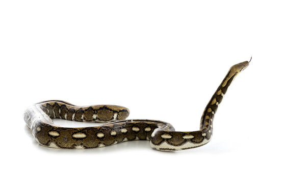Reticulated python in studio