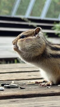 A cute chipmunk with stuffed cheeks eats seeds while sitting on a wooden deck in the park. Vertical HD footage