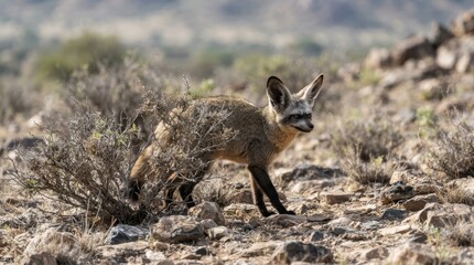 Fototapeta premium Bat-Eared Fox in Arid Landscape: A striking bat-eared fox with its characteristic large ears stands alert in a dry, rocky terrain dotted with sparse desert shrubs.