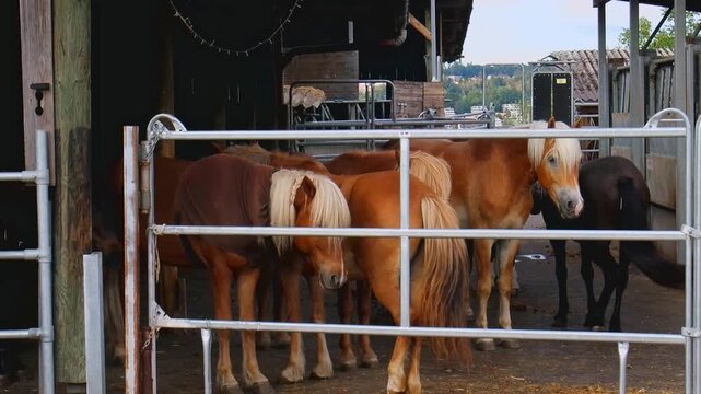 Group of horses standing behind a metal paddock fence inside a rustic wooden barn enclosure.