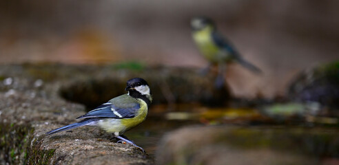 Kohlmeise // Great tit (Parus major) an einer Tränke mit Blaumeise im Hintergrund - Nationalpark Monfragüe, Extremadura, Spanien © bennytrapp