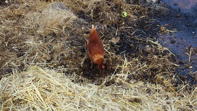 Brown hen foraging and scratching in straw and manure on a farm high angle view.
