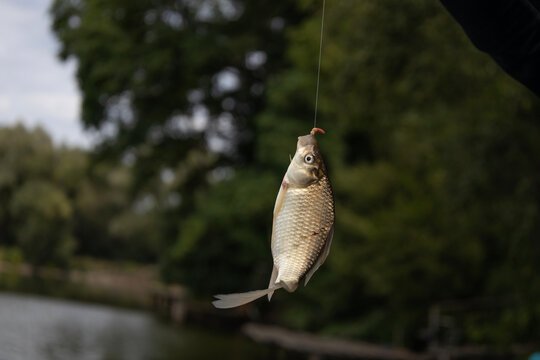 A close-up shot of a small freshwater crucian carp fish caught on a fishing hook, hanging vertically on a fishing line against a blurred natural green river bank background during daytime.