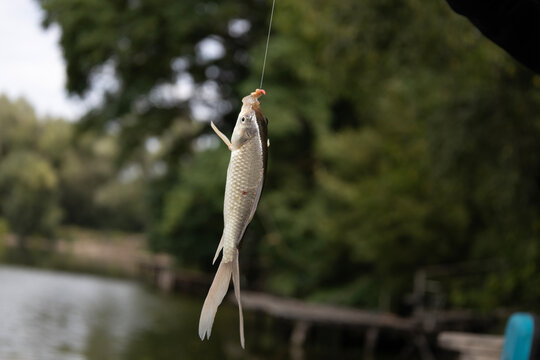 A close-up shot of a small freshwater crucian carp fish caught on a fishing hook, hanging vertically on a fishing line against a blurred natural green river bank background during daytime.