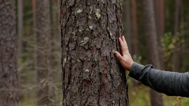 Man touching rough bark of a pine tree