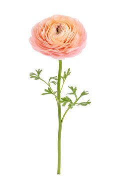 Beautiful single peach ranunculus flower with delicate ruffled petals and a green stem, isolated on a clean white background