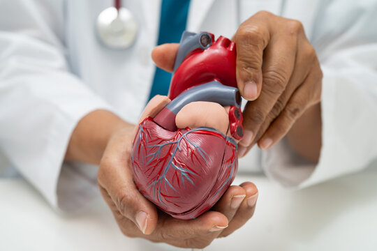 Cardiovascular disease CVD, doctor with heart human model anatomy for treatment patient in hospital.