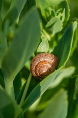 Small brown snail shell rests on a vibrant green succulent leaf in sunlight © Andrii_Abriutin